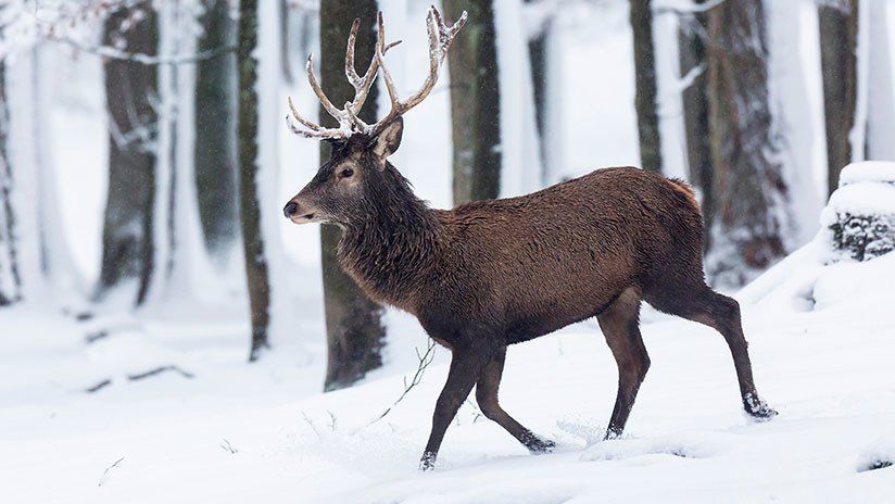 Dramático rescate de un ciervo que no puede salir de un lago helado en EE.UU
