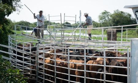 Productores trasladan sus animales de la zona de islas en una barcaza. Productores trasladan sus animales de la zona de islas en una barcaza.