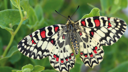 altText(Crea un ambiente amigable para las mariposas y da vida a tu jardín)}