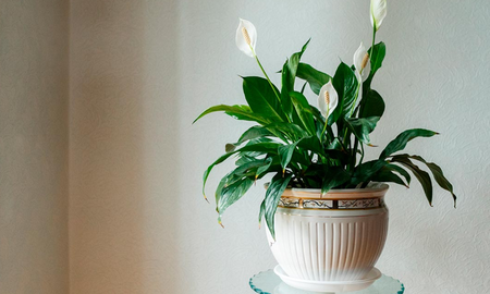 El Spathiphyllum es un género de plantas con flores de la familia Araceae. Es originario de México, América tropical, Malasia y oeste del Pacífico. El Spathiphyllum es un género de plantas con flores de la familia Araceae. Es originario de México, América tropical, Malasia y oeste del Pacífico.