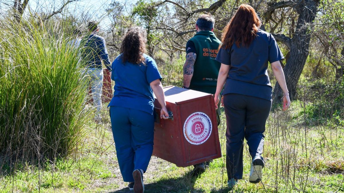 Durante 2025 se concretaron 501 liberaciones de fauna silvestre en Santa Fe. Durante 2025 se concretaron 501 liberaciones de fauna silvestre en Santa Fe.