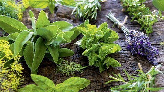 Esta planta aromática aguanta las heladas y sigue creciendo incluso en invierno.