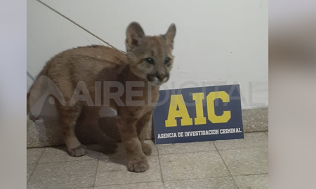 La hija del dueño del predio hizo entrega voluntaria del animal La hija del dueño del predio hizo entrega voluntaria del animal