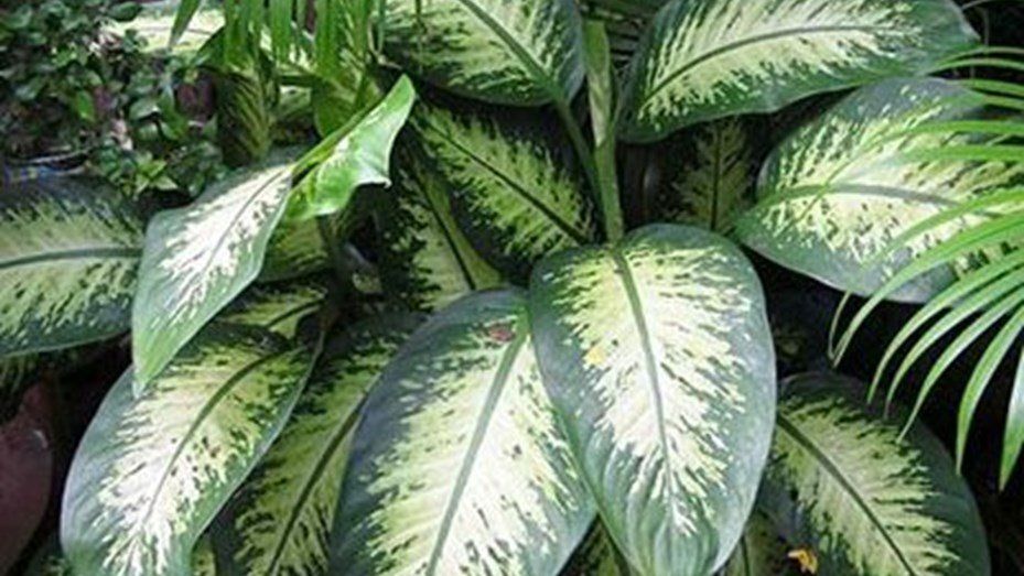 Advierten sobre una planta común que es tóxica para los niños