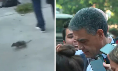 Una rata gigante irrumpió una nota de Jorge Macri y descontroló todo. Una rata gigante irrumpió una nota de Jorge Macri y descontroló todo.