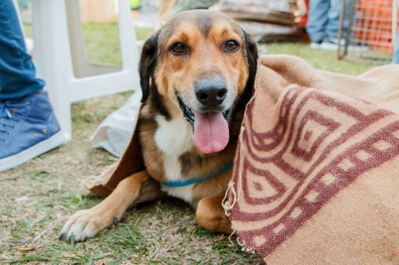 Día mundial del animal: “son los seres más desamparados de esta sociedad”