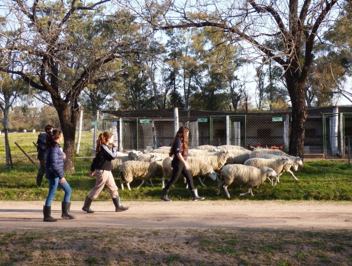 Cada escuela agrotécnica de Santa Fe recibe el equipamiento necesario según sus características productivas, ya sea en el área de ganadería, agricultura o biotecnología. Cada escuela agrotécnica de Santa Fe recibe el equipamiento necesario según sus características productivas, ya sea en el área de ganadería, agricultura o biotecnología.