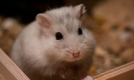 el experimento con hamsteres que se trasformo en una promesa contra el coronavirus el experimento con hamsteres que se trasformo en una promesa contra el coronavirus