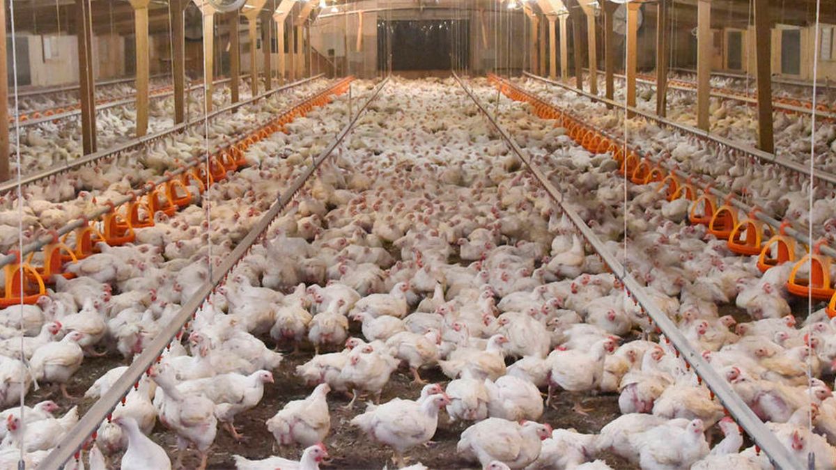 La matanza de 700 pollos en la localidad de Los Laureles derivó en grandes pérdidas económicas para la empresa propietaria. Dos menores de edad fueron señalados como responsables del hecho.