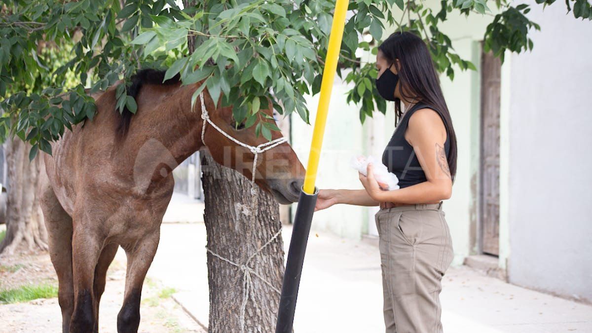 Nechay alimenta al caballo en el frente de la Comisaría 10° mientras esperan el traslado del animal para su recuperación en el predio de SOS Caballos.