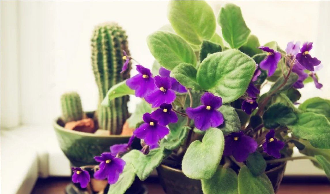 Llenan de color el hogar