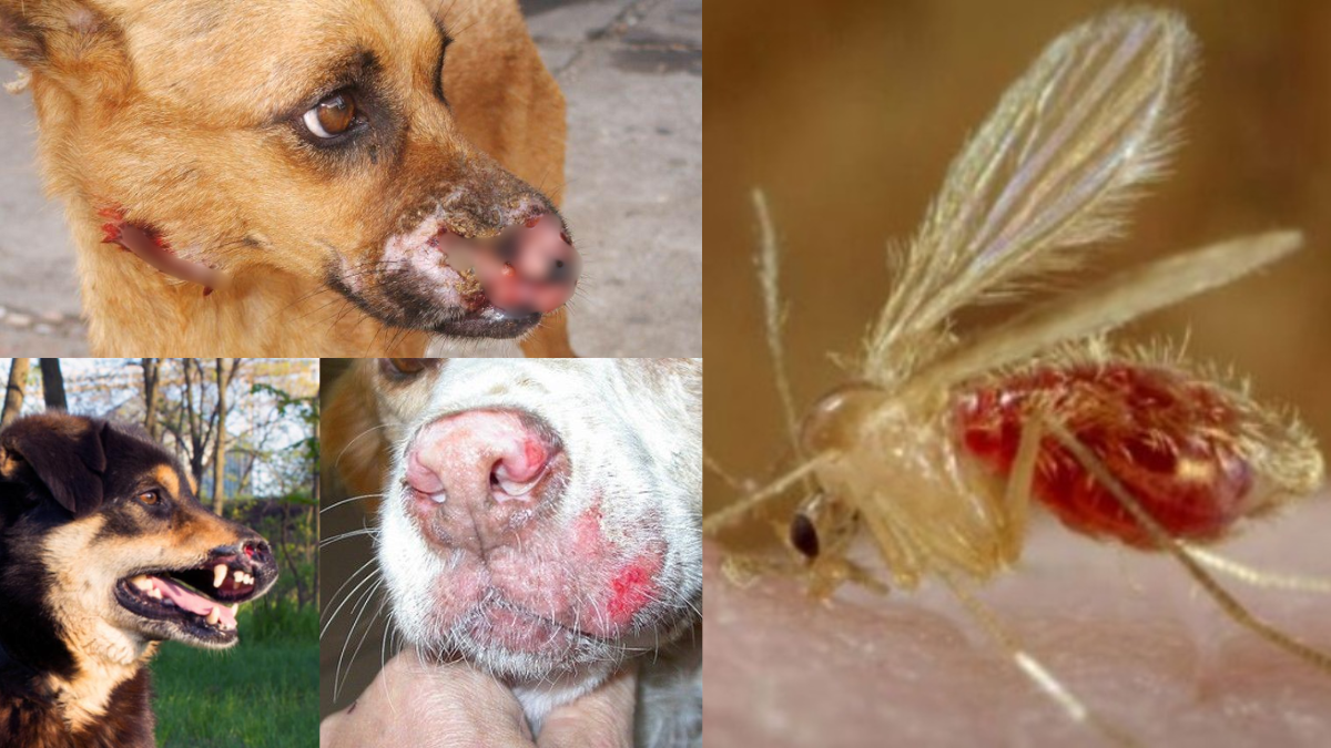 El gobierno provincial lanza medidas de control para combatir la leishmaniasis visceral en perros.
