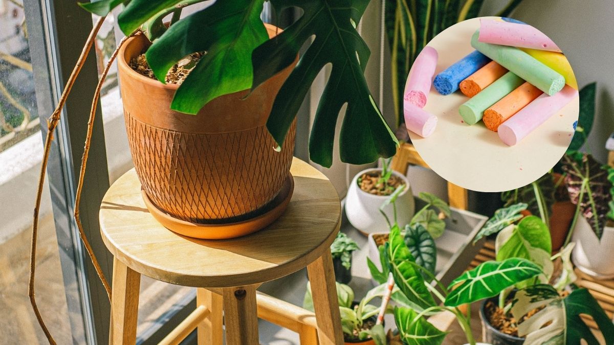 El método con tiza que ayuda a que las plantas sanen y vivan más tiempo.