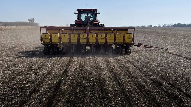 Santa Fe: las lluvias impulsaron la siembra de girasol y proyectan la cifra más alta en 15 años