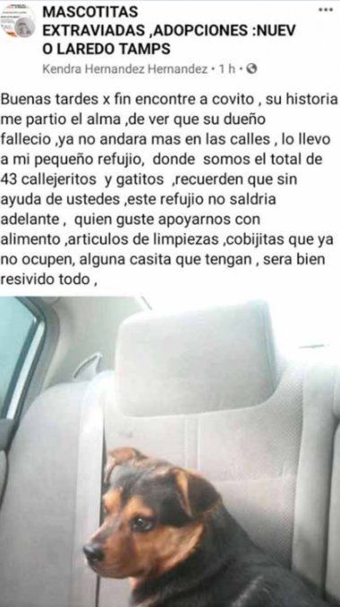 Es por ello que se alegraron de que la organización de ayuda animal Paws On Board Rescue Support, que dirige Angie Ancira y Tony García, se diera a la tarea de ir por Covito para buscarle un hogar en Laredo, Texas, donde fue trasladado después de llevarlo al veterinario y aplicarle sus vacunas correspondientes.