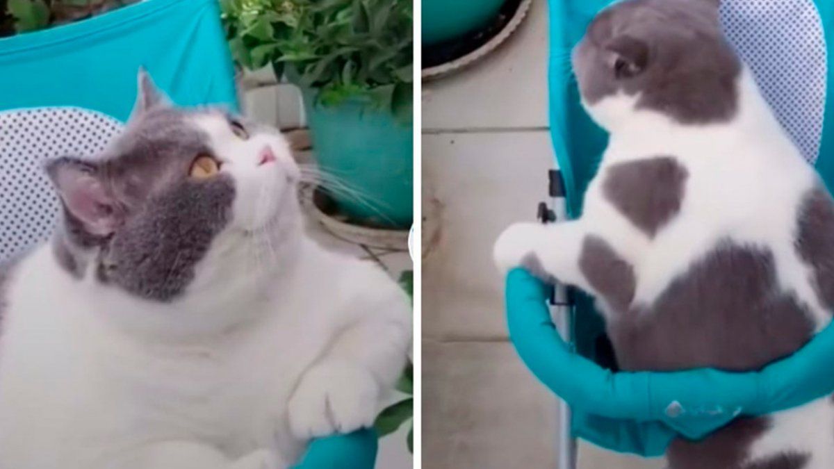 En el impresionante video podemos ver que el gatito es tan grande que batalla para conseguir subirse y dar un paseo