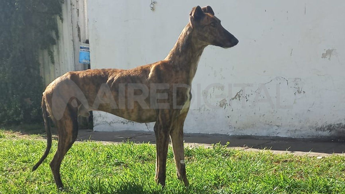 Beltrán es un galgo atigrado con una pata amputada, que fue rescatado en la localidad de Cañada de Gómez. Beltrán es un galgo atigrado con una pata amputada, que fue rescatado en la localidad de Cañada de Gómez. 