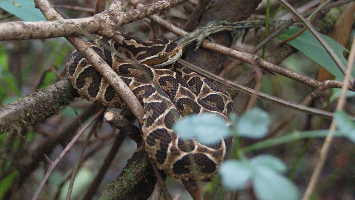 La investigadora señaló que las serpientes