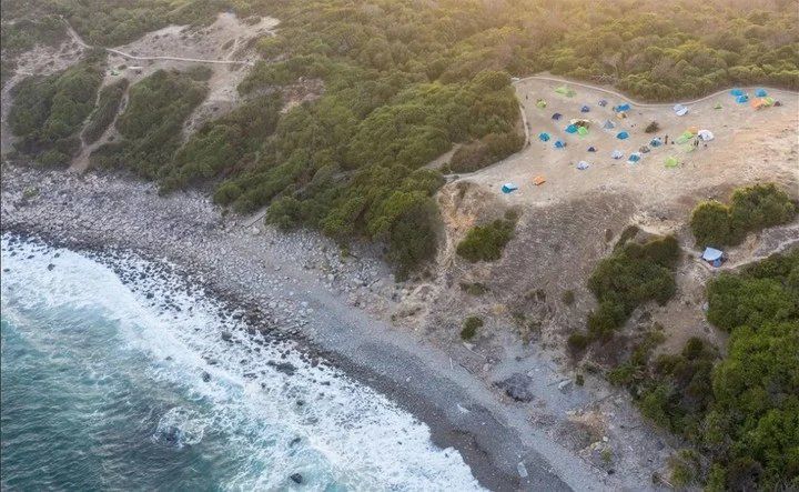 Las vacas salvajes de una pequeña isla de Hong Kong pasan hambre desde que los turistas, ávidos de naturaleza en tiempos de pandemia, invaden su hábitat y destruyen los pastos (AFP).