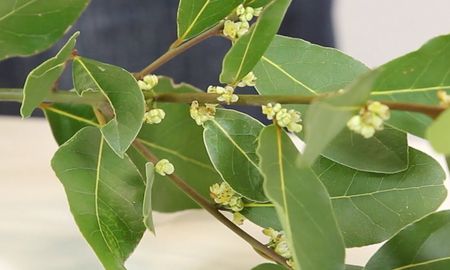 La planta que aleja a las cucarachas de tu casa y es muy fácil de conseguir, La planta que aleja a las cucarachas de tu casa y es muy fácil de conseguir,