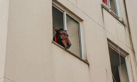 Un caballo quedó atrapado en el tercer piso por las inundaciones en Brasil. Un caballo quedó atrapado en el tercer piso por las inundaciones en Brasil.
