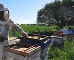 Mieles entrerrianas: el plan para diferenciar la producción y mejorar el precio a los apicultores Mieles entrerrianas: el plan para diferenciar la producción y mejorar el precio a los apicultores
