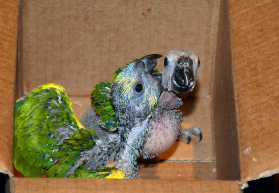 La psitacosis o "fiebre del loro" es una enfermedad infecciosa aguda y generalizada causada por una bacteria que se encuentra en los excrementos de pájaros infectados.