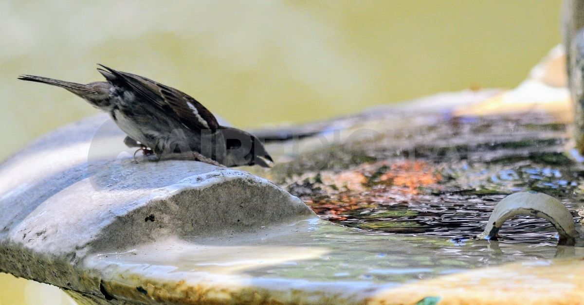 Santa Fe enfrenta días de calor extremo con sensaciones térmicas de hasta 50°C. El alivio llegará el miércoles con tormentas y un descenso de temperatura.