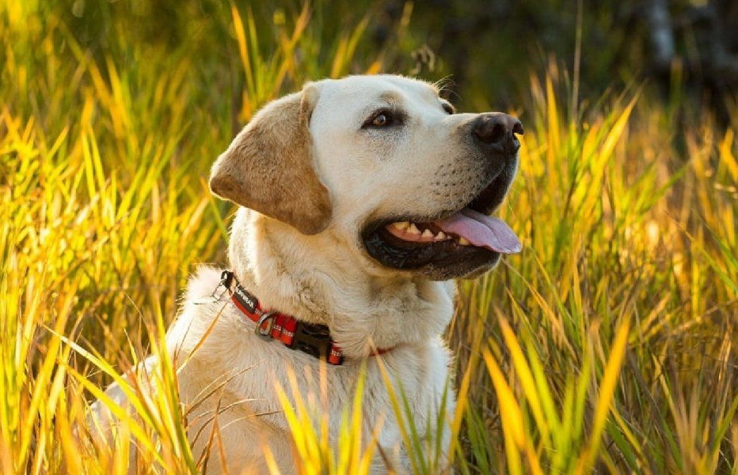 Cosas que no debería hacer tu perro