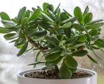 Cómo hacer para que el árbol de jade crezca fuerte y qué necesita para prosperar. Cómo hacer para que el árbol de jade crezca fuerte y qué necesita para prosperar.