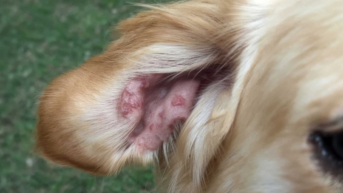El aumento de casos de leishmaniasis canina en Salta preocupa a las autoridades sanitarias. El aumento de casos de leishmaniasis canina en Salta preocupa a las autoridades sanitarias.