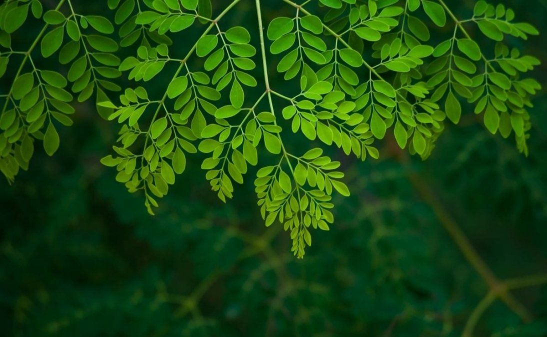 El superalimento que ayuda a reducir la presión arterial y controlar la glucosa