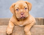 dejo a su perro al cuidado de su tia, le dio un manual de instrucciones y se volvio viral dejo a su perro al cuidado de su tia, le dio un manual de instrucciones y se volvio viral