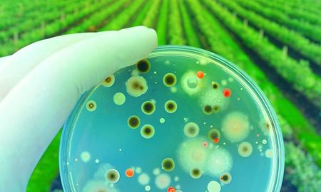 de alternativa a estrategia: el ascenso de los biologicos en el campo argentino de alternativa a estrategia: el ascenso de los biologicos en el campo argentino