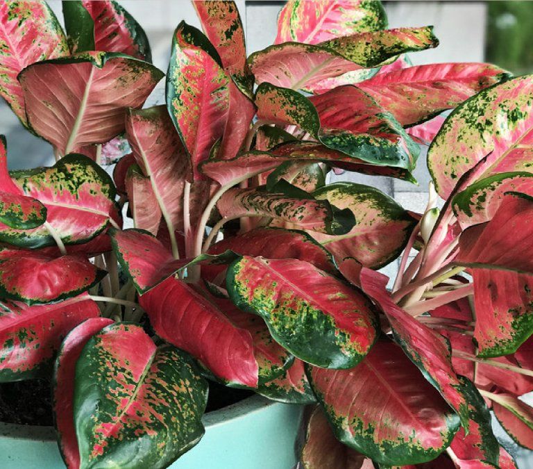 Las mejores plantas para decorar con follaje