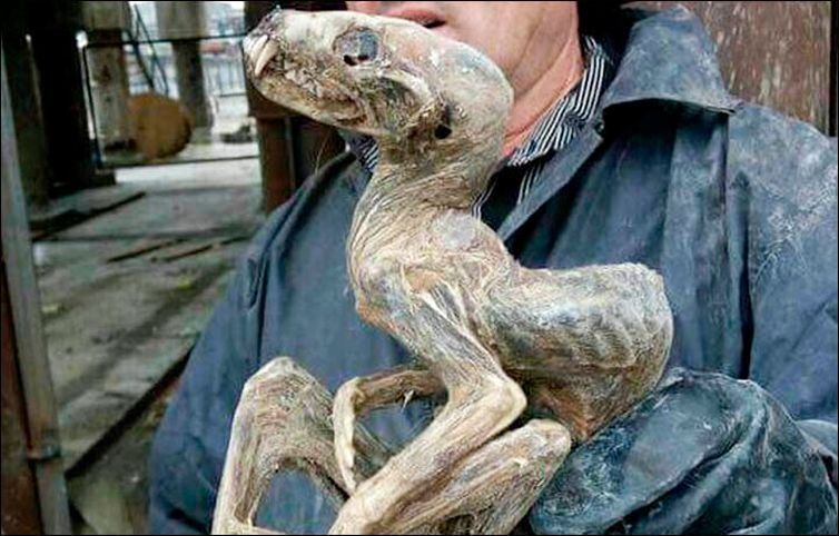 Hallaron una extraña criatura en Siberia