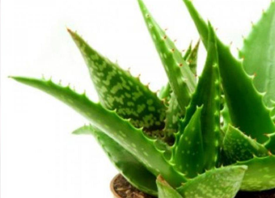 Cómo cuidar una planta de aloe vera