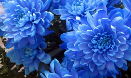 cual es el significado de las flores segun su color cual es el significado de las flores segun su color