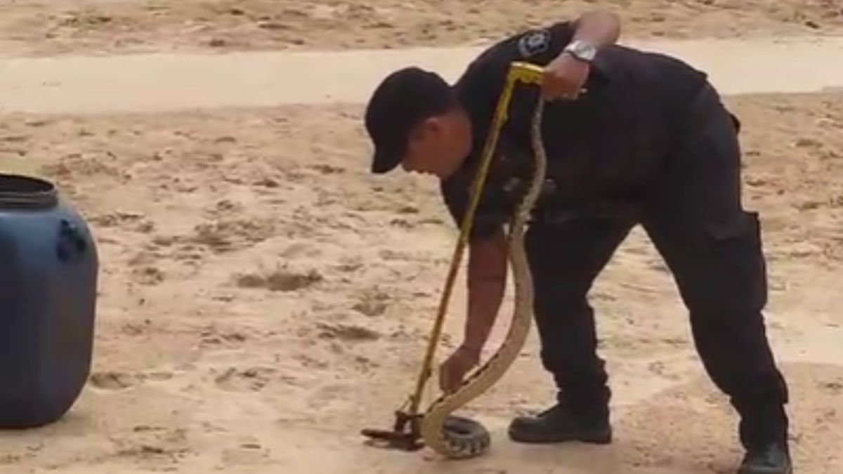 Una serpiente de comportamiento agresivo fue hallada en la costanera santafesina.