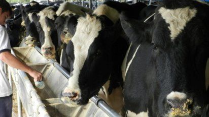 Del total de tambos de la Argentina, la provincia de Santa Fe concentra el 30%.