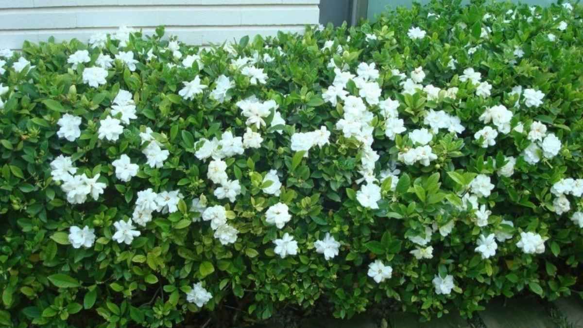 La planta de jazmín tiene uno de los aromas más apreciados en todo el mundo. Con este pequeño truco, podrás potenciarlo y disfrutarlo mucho más. La planta de jazmín tiene uno de los aromas más apreciados en todo el mundo. Con este pequeño truco, podrás potenciarlo y disfrutarlo mucho más. 