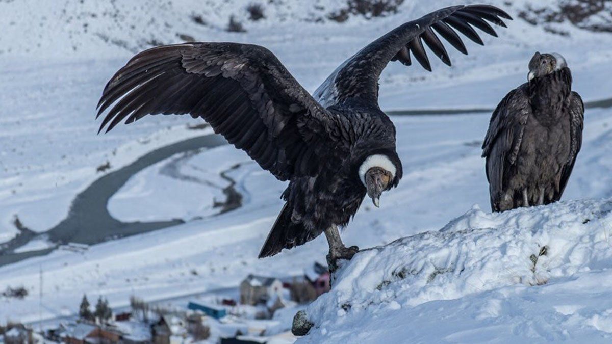 El cóndor puede volar 200 kilómetros por día solo, en pareja o grandes grupos.