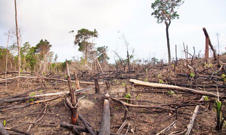Un informe de la World Wildlife Foundation (WWF) ubica al Gran Chaco argentino entre las regiones con mayor deforestación a nivel mundial. Un informe de la World Wildlife Foundation (WWF) ubica al Gran Chaco argentino entre las regiones con mayor deforestación a nivel mundial.