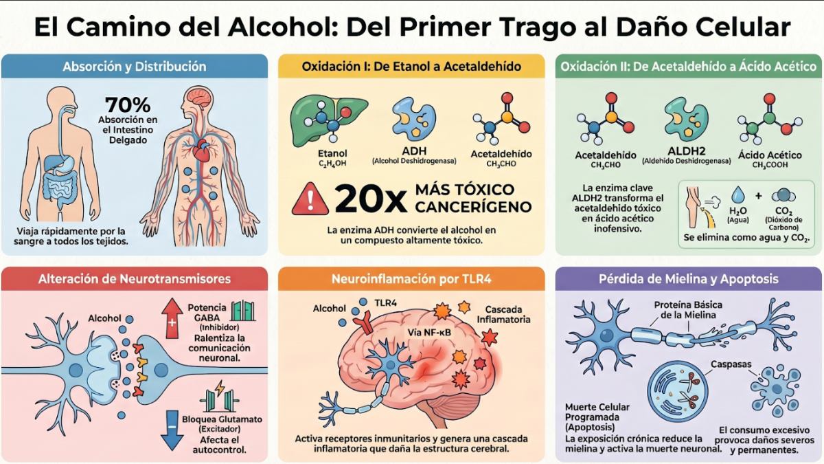 El camino biológico del alcohol de la absorción intestinal a la neuroinflamación y el daño celular irreversible. El camino biológico del alcohol de la absorción intestinal a la neuroinflamación y el daño celular irreversible.