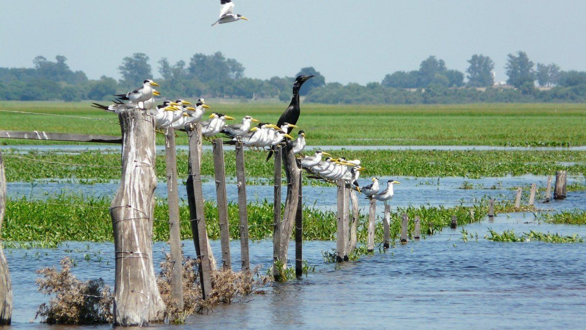Las aves forman parte característica de uno de los humedales más conocidos de Argentina: los Esteros del Iberá.