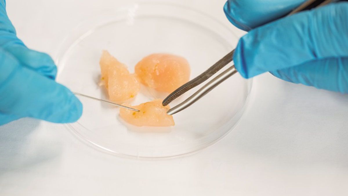 Singapur decidió abrir la puerta a la producción de carne en laboratorio a partir de células de pollo