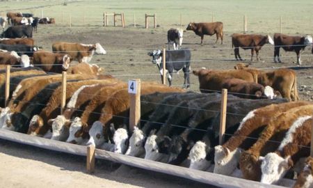 Destacan el fallo judicial que obliga a un feedlot de San Luis a cumplir normas ambientales