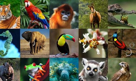 ¿Qué animal espiritual sos según tu signo del zodiaco? ¿Qué animal espiritual sos según tu signo del zodiaco?