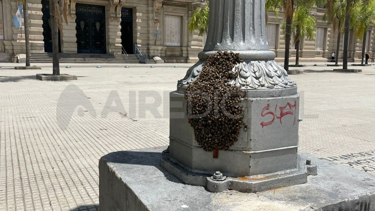 Enjambre de abejas en una de las farolas de la Plaza 25 de mayo.