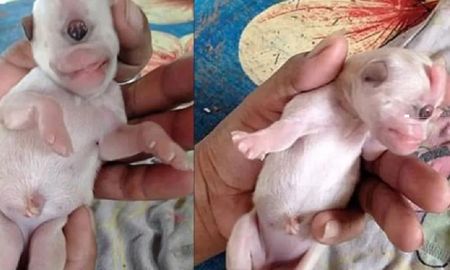 conmocion por el nacimiento de kevin, el cachorro ciclope conmocion por el nacimiento de kevin, el cachorro ciclope